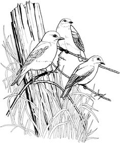 236x281 Bird Coloring Pages For Adults Page Of A Bird In Spring