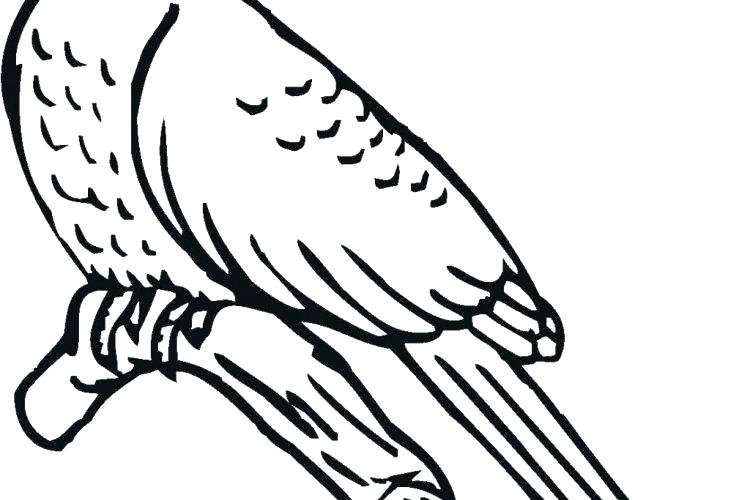 750x500 Blue Bird Coloring Page Bird Coloring Pages Printable Cuckoo Blue