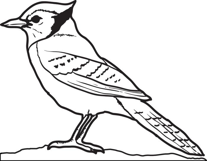 700x545 Blue Jays Colouring Pages Free Printable Blue Jay Coloring Page