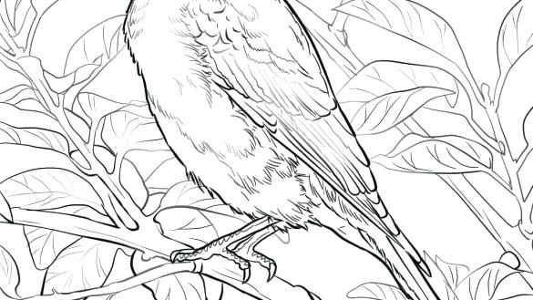 585x329 Bluebird Coloring Page Bluebird Coloring Page Eastern Bluebird