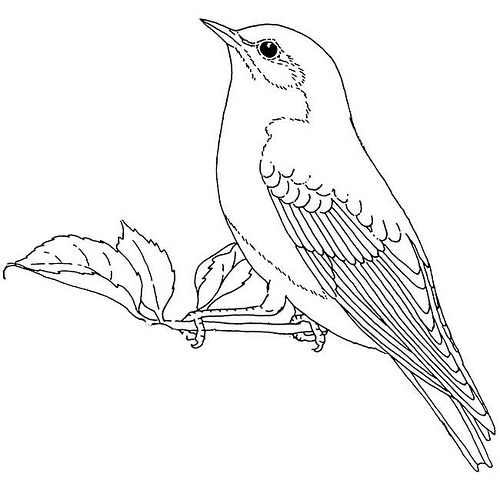 500x487 Bluebird Coloring Page Bluebird Coloring Page Cooloringcom Blue