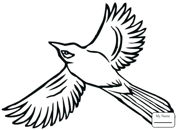 618x451 Eastern Bluebird Coloring Page Amazing Eastern Bluebird Coloring