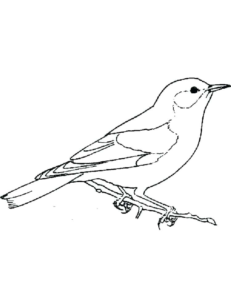 750x1000 Free Printable Blue Jay Coloring Page For Kids Blue Jay Coloring