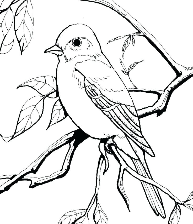 736x857 Idea Eastern Bluebird Coloring Page Or Eastern Bluebird Coloring