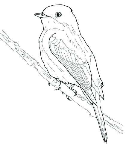 431x480 Ideas Eastern Bluebird Coloring Page For Click To See Printable