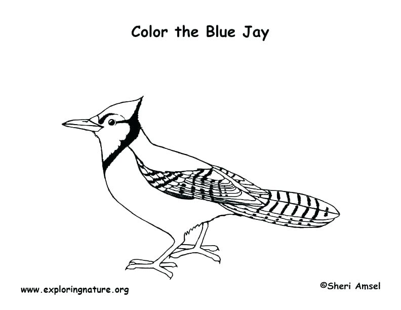 792x612 Blue Bird Coloring Pages