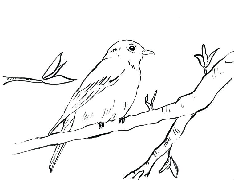 760x586 Coloring Blue Bird Coloring Page Bluebird Jay Pages. Blue Bird