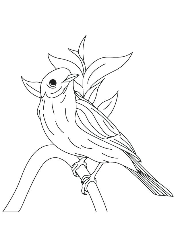 613x860 Awesome Eastern Bluebird Coloring Page Or Mountain Bluebird