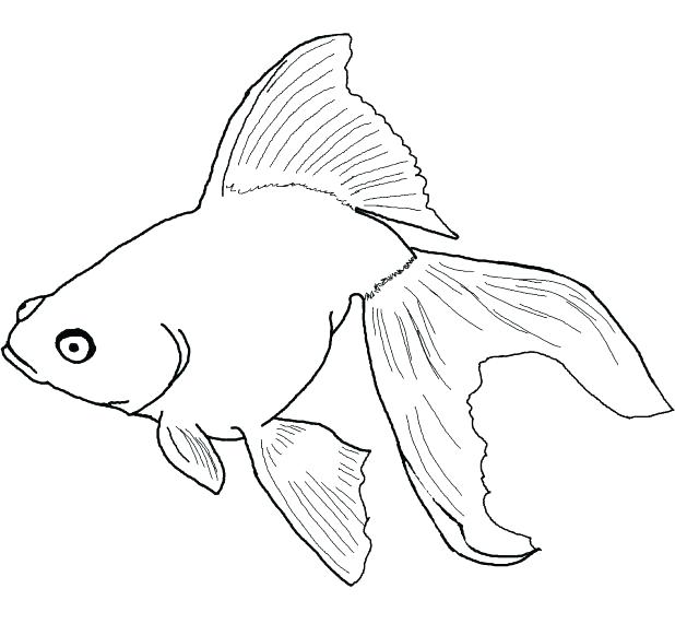 Blue Fish Coloring Pages