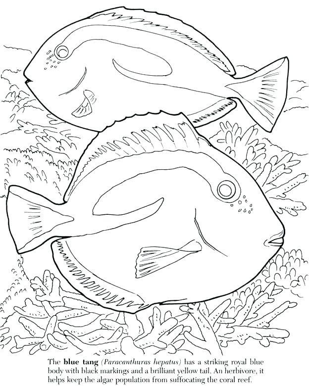 624x780 Fish Coloring Pages Small Fish Coloring Page Realistic Tropical
