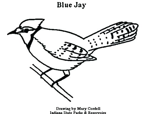 500x385 Blue Coloring Pages One Blue Jays Colouring Pages