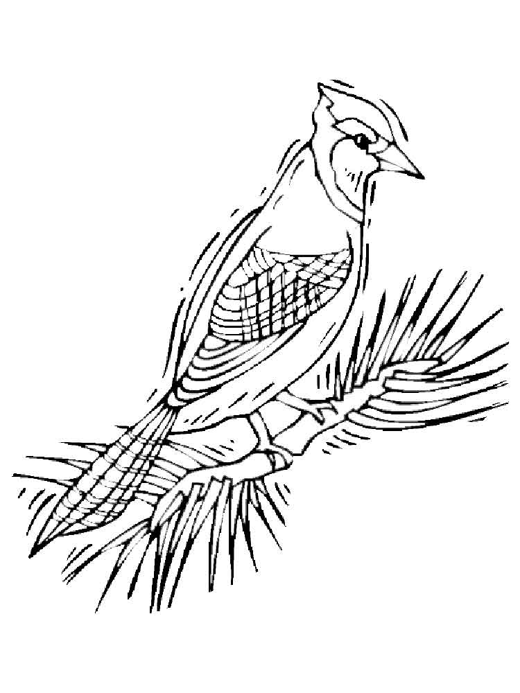 750x1000 Blue Jay Coloring Pages. Download And Print Blue Jay Coloring Pages