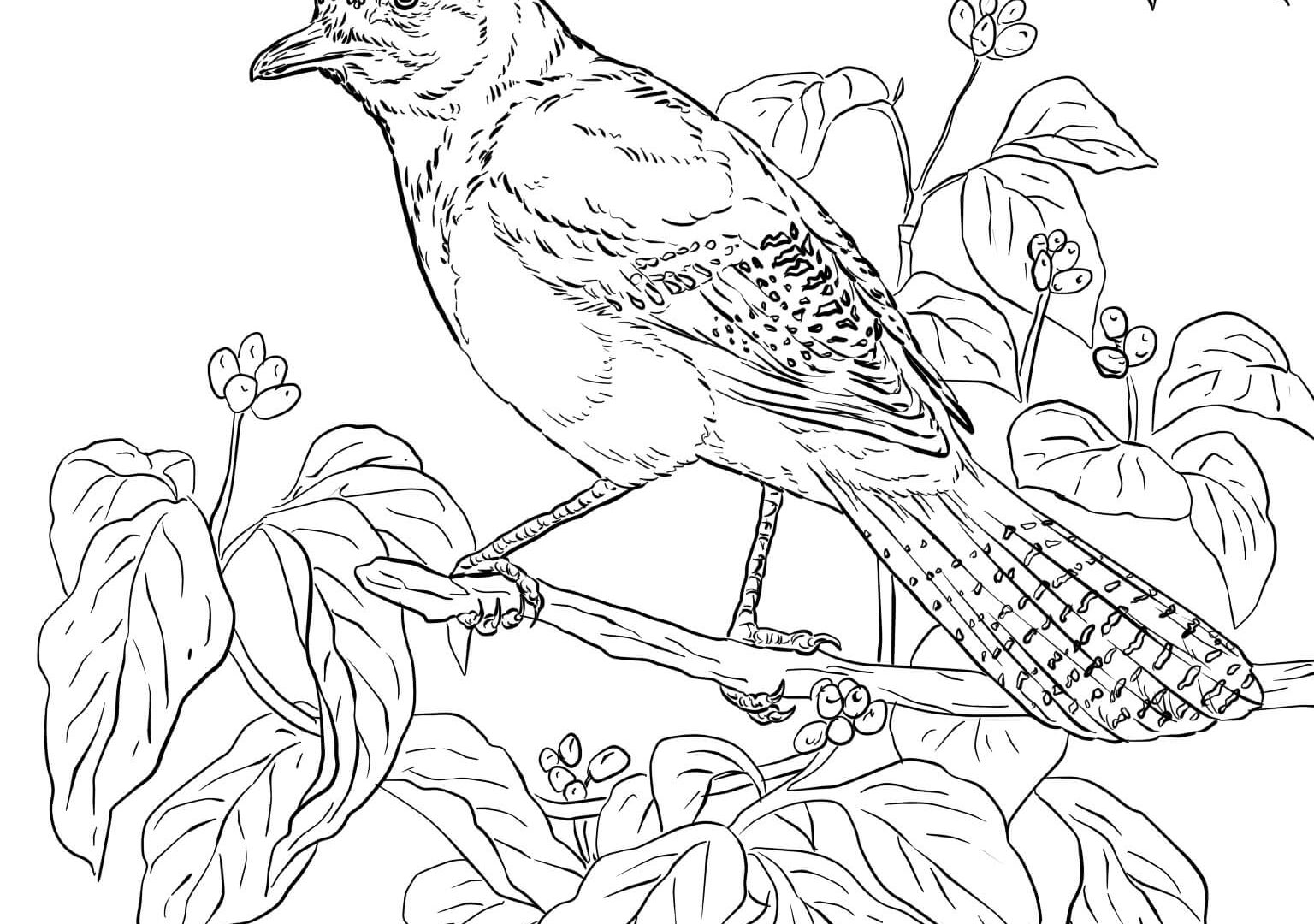 1536x1080 Coloring For Kids Toronto Blue Jays Mascot Colouring Page Jay