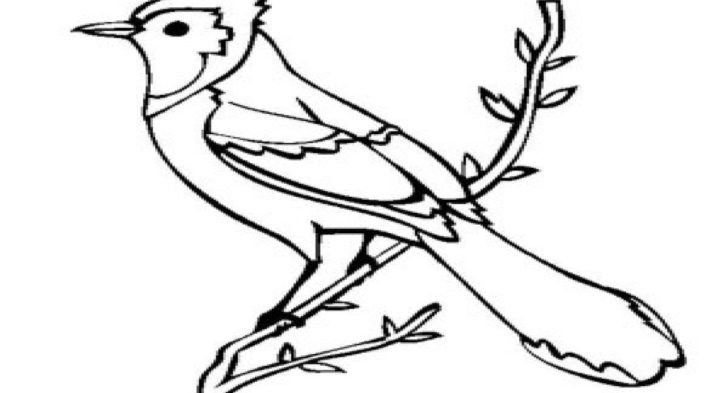 728x393 Jay Bird Coloring Page Flying Blue Jay Coloring Pages, Blue Jay