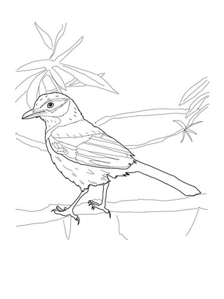 750x1000 28 Blue Jay Coloring Page Printable Free Coloring Pages