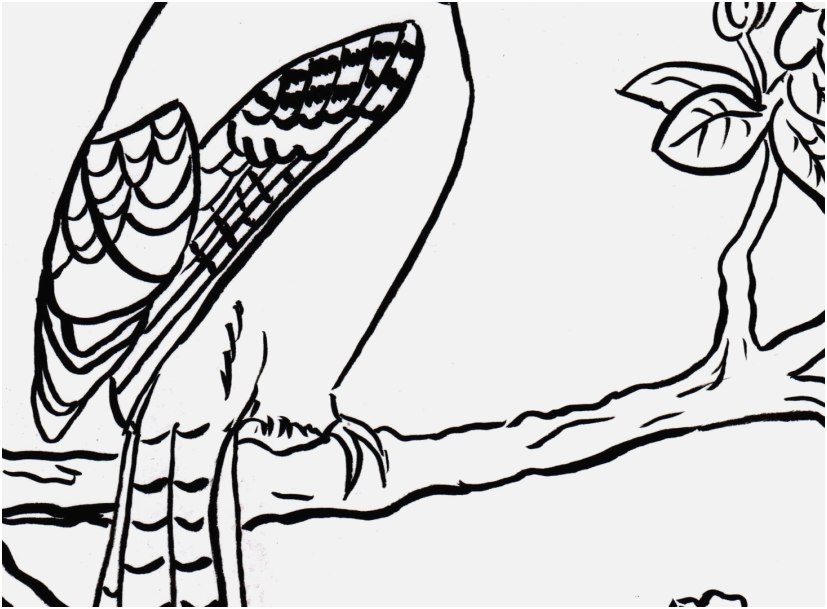 827x609 Printable Bird Coloring Pages Display Toronto Blue Jays Logo