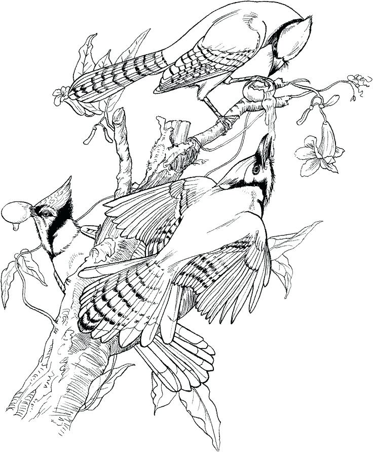736x891 Toronto Blue Jays Coloring Pages Printable Jay