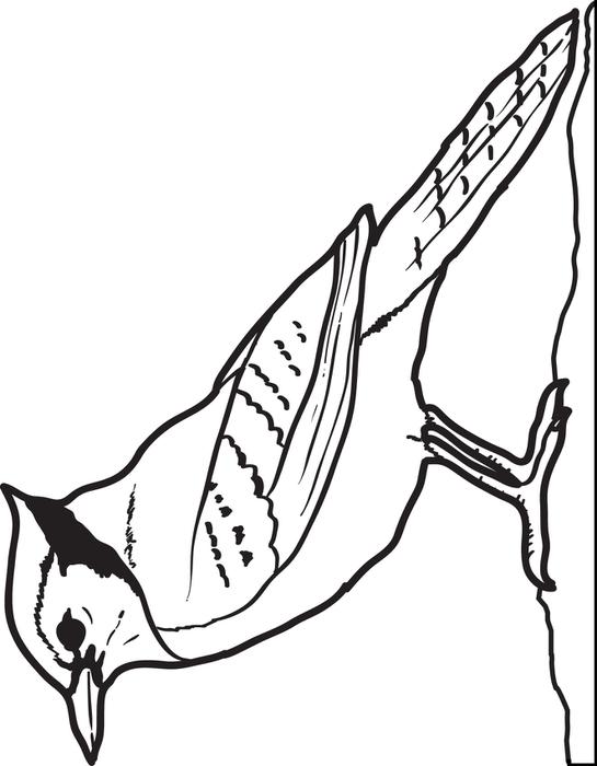 545x700 4374 Bluejay Coloring Page
