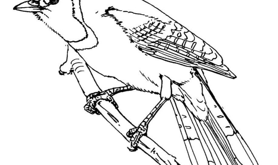 918x544 Bird Coloring Blue Jay Page Folk Art Birds Pages Freeto Jays