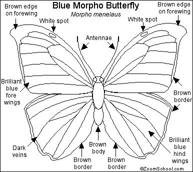 Blue Morpho Butterfly Coloring Page