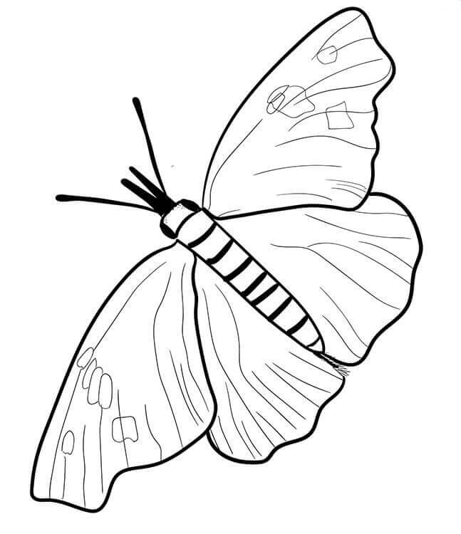 647x750 40 Free Printable Butterfly Coloring Pages