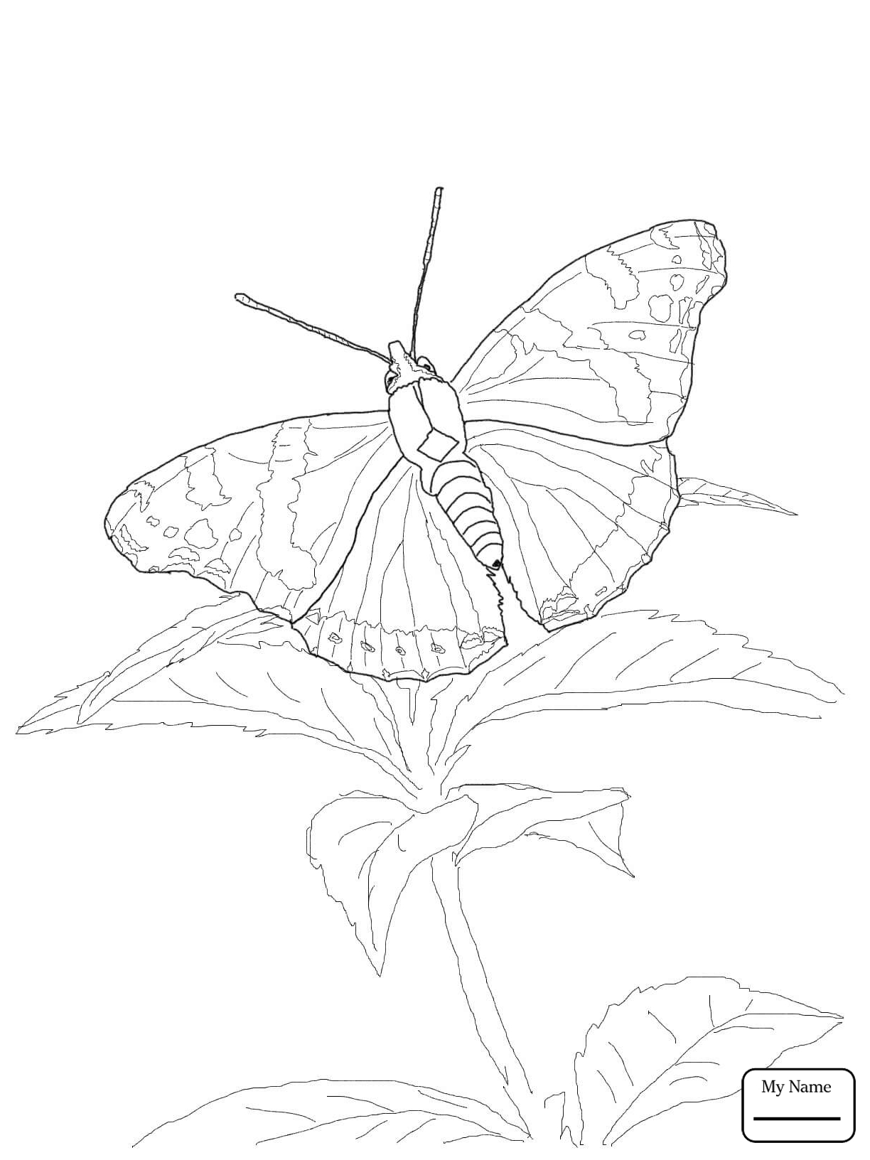 1224x1632 Inspiration Insects Mission Blue Butterfly Coloring Pages For Kids