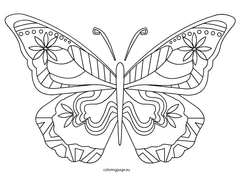 808x595 Morpho Butterfly Coloring Pages