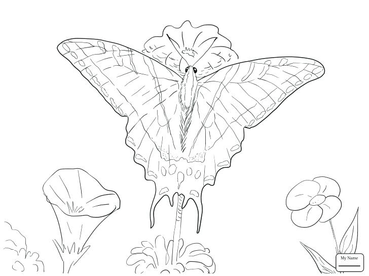 728x546 Butterfly Print Out