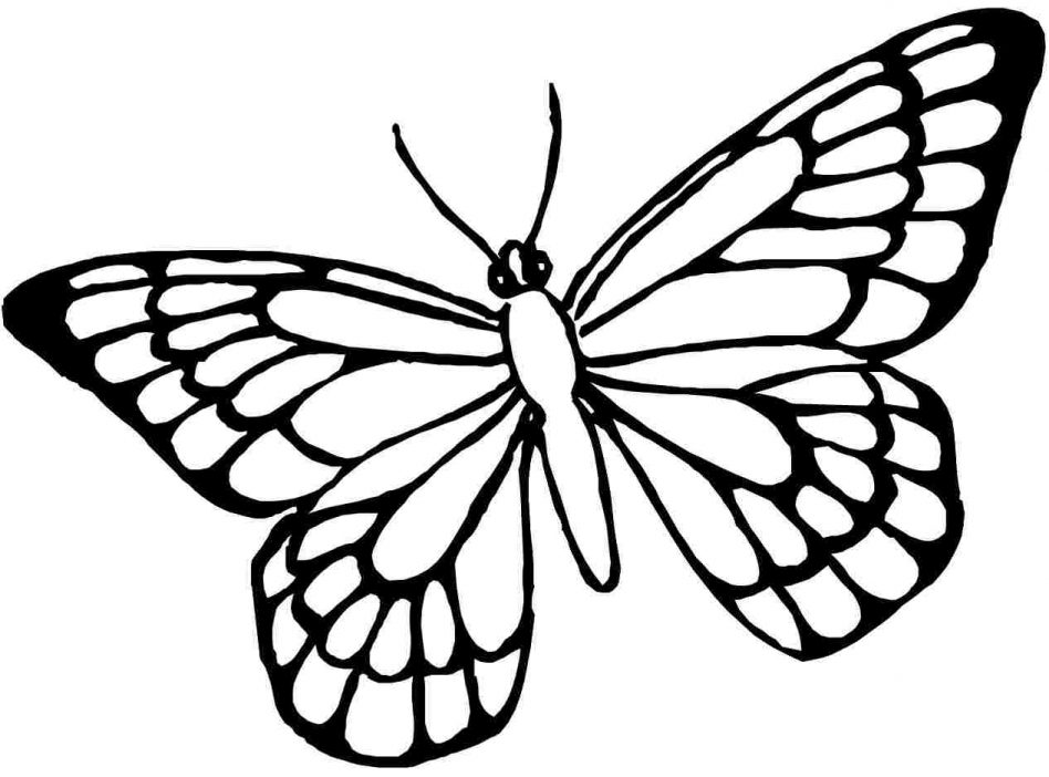 948x702 Blue Morpho Butterfly Coloring Page Printable Pages Click The Book