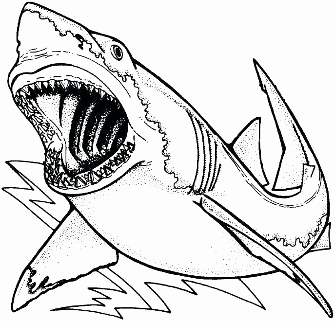 687x660 Coloring Page Of Shark Unique A Simple Drawing Of Blue Shark