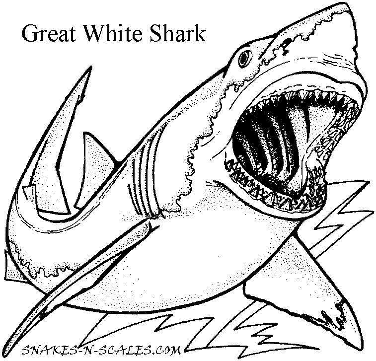 757x727 Great White Shark Coloring Page Snakes N Scales