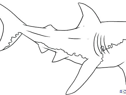 440x330 Megalodon Shark Coloring Pages Sharks And Rays Coloring Page