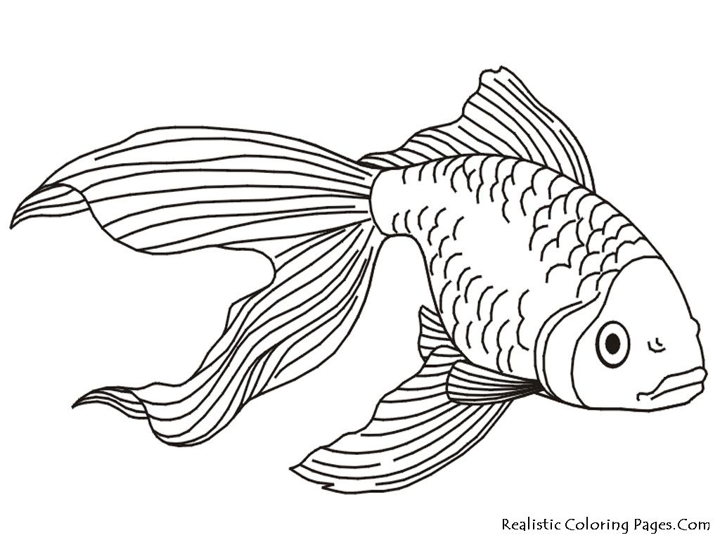 1024x768 Printable Blue Shark With Pilot Fishes Coloring Page From Blue