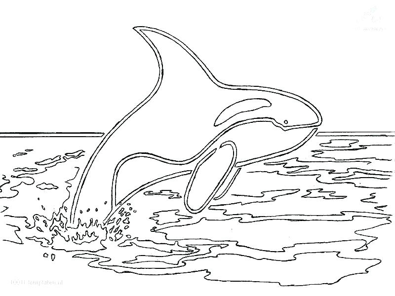 800x600 Whale Coloring Page Humpback Whale Coloring Page Blue Whale