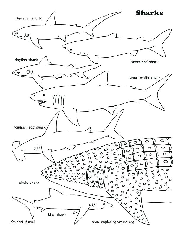 612x792 Shark Coloring Sheet
