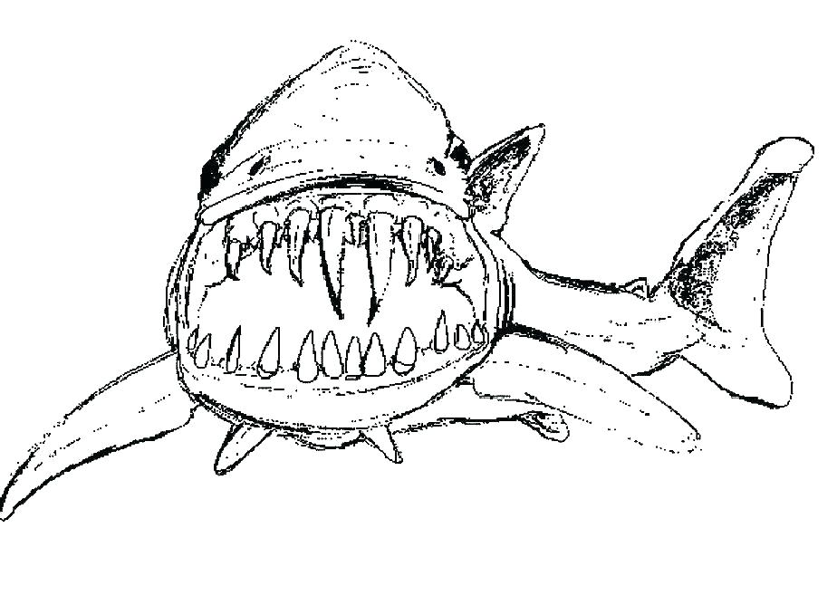 924x668 Whale Shark Coloring Page