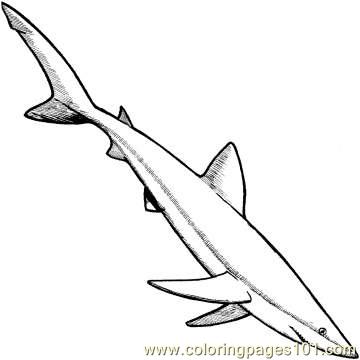 360x360 Blue Shark 1 Coloring Page