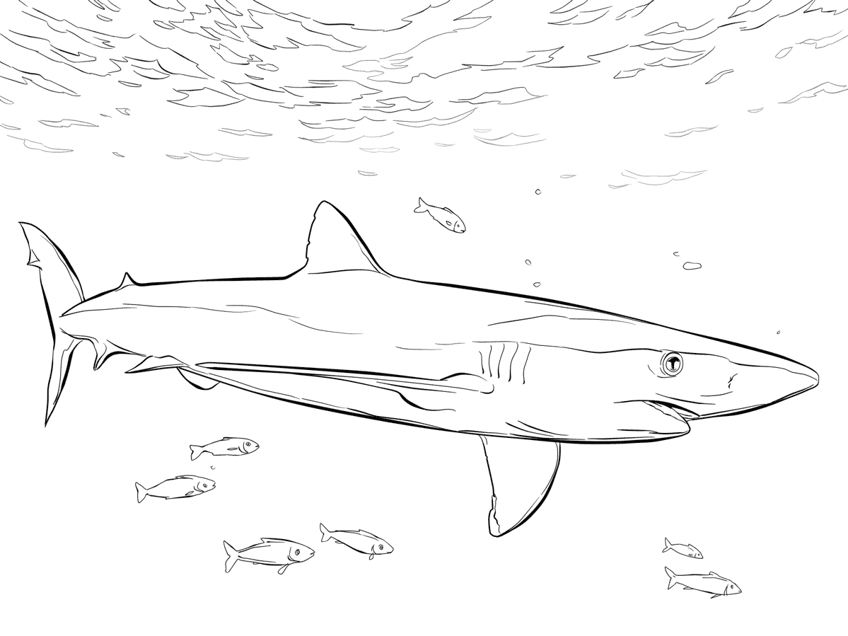 1199x899 Blue Shark With Pilot Fishes Sharks Blue Shark