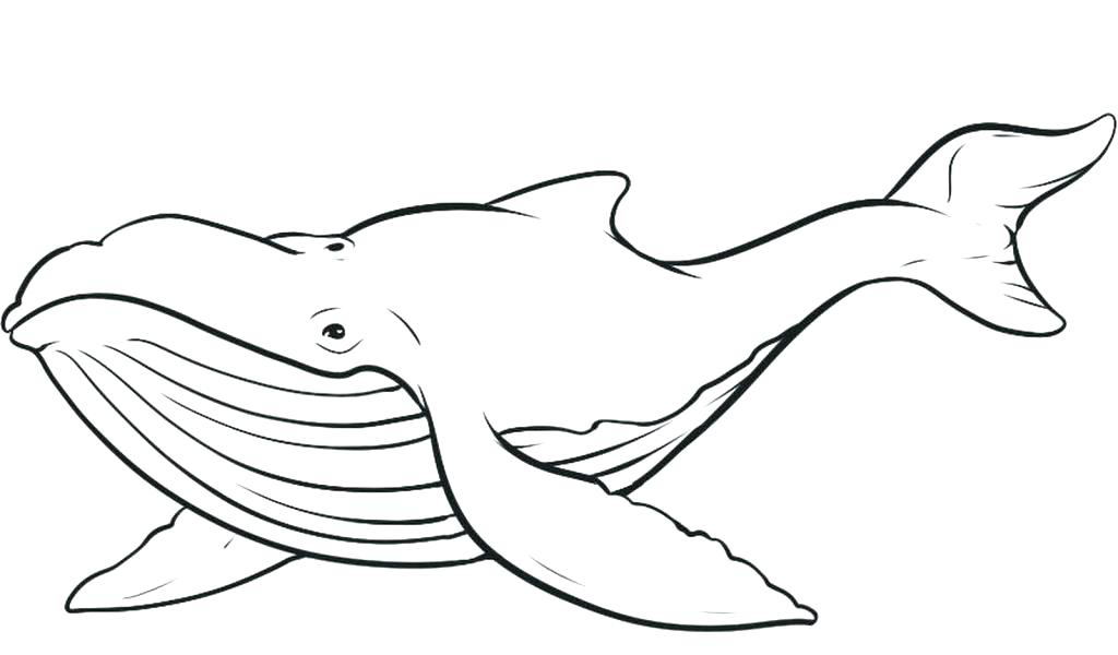 1024x600 Blue Whale Coloring Page Blue Whale Coloring Page Whale Color Page