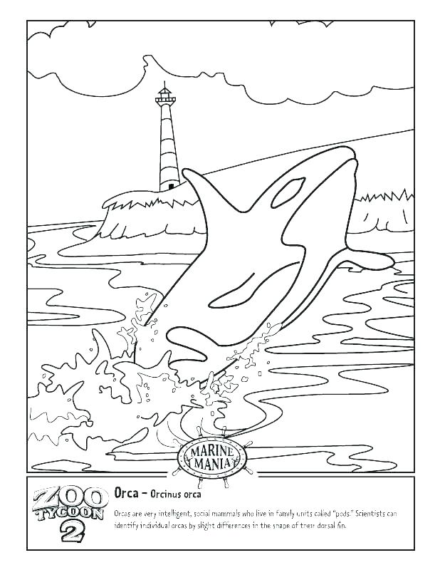 618x800 Blue Whale Coloring Pages Whale 2 Big Blue Whale Coloring Page