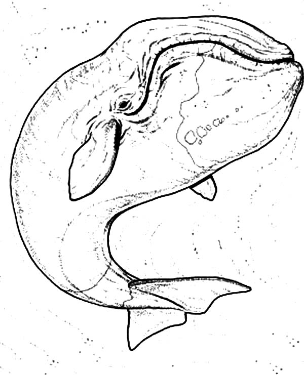 600x741 Awesome Size Of A Blue Whale Coloring Page