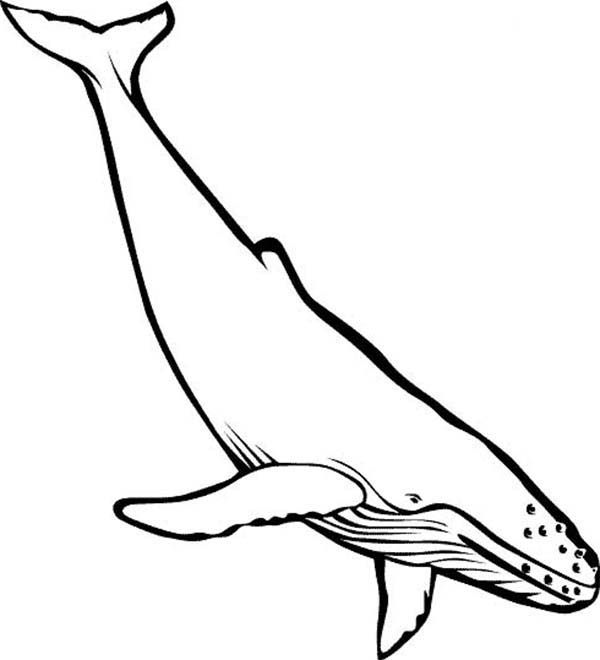 600x660 Pin By Barbara Staley On Humpback Whale Humpback Whale