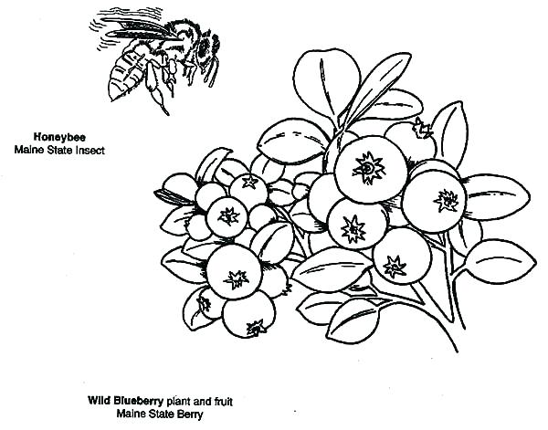 600x471 Blueberry Coloring Page Blueberries Coloring Page B Is