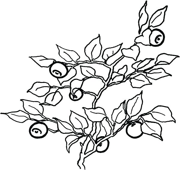 600x568 Blueberry Coloring Page Muffin Coloring Page Amazing Muffin
