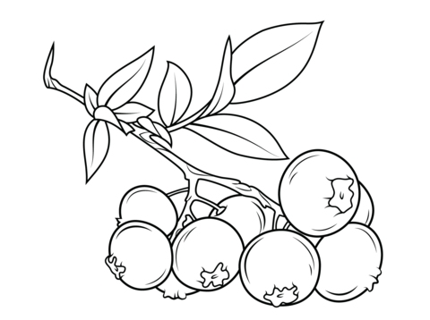 480x358 Blueberry Branch Coloring Page From Blueberry Category. Select