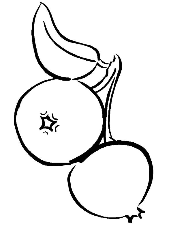 600x800 Coloring Pages Blueberry, Printable For Kids Amp Adults, Free