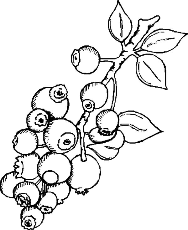 600x735 Delicious Blueberry Bush Coloring Pages Best Place To Color
