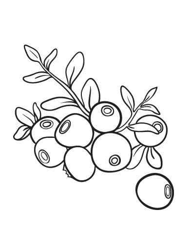 392x507 Printable Blueberry Coloring Page. Free Pdf Download