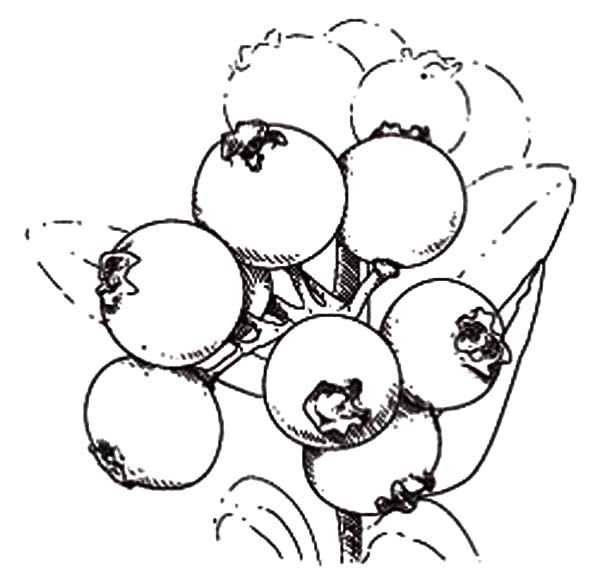 600x578 Blueberry Bush Coloring Pages Best Place To Color