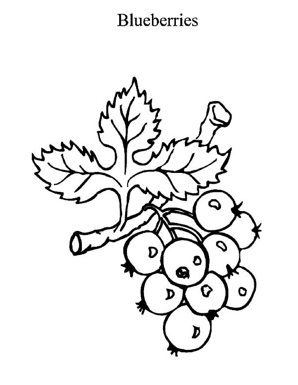600x777 Blueberry Bush In The Garden Coloring Pages Best Place To Color
